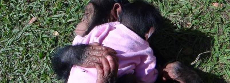 Projeto luta pela preservação da vida de chimpanzés, gorilas e orangotangos