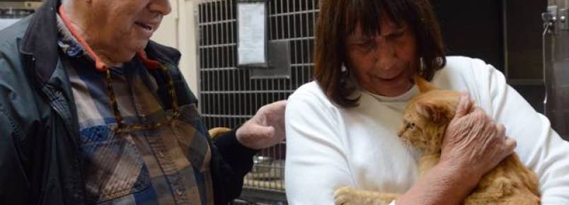 Gato volta para casa após 8 anos, graças a homem que o alimentava na rua