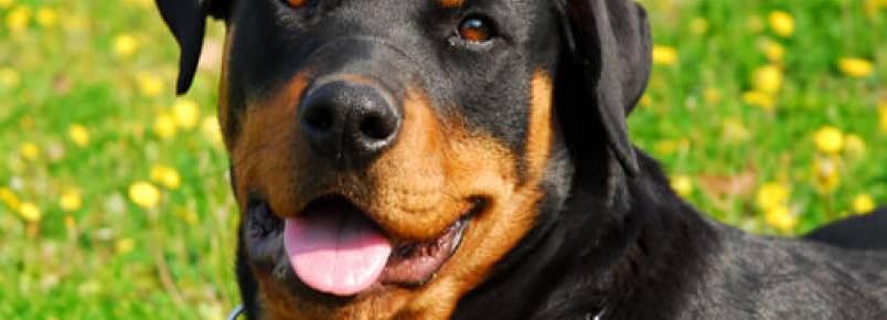 o Rottweiler que salvou 37 pessoas