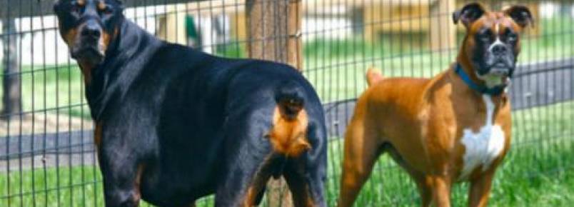 Por que os humanos começaram a cortar o rabo dos cães?
