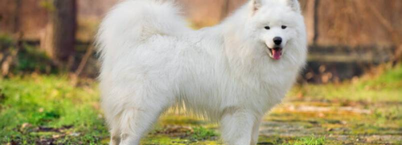Como cuidar dos pelos dos cães