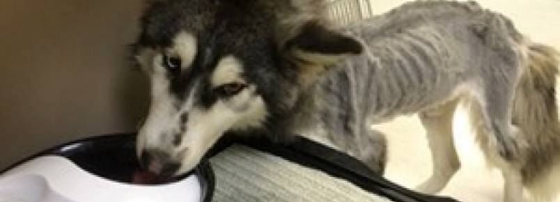 No Canad, ONG salva cadela faminta e denuncia tutor por crime de crueldade