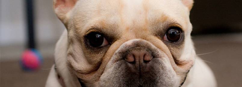 Os melhores cães para apartamentos e os melhores apartamentos para cães