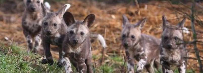 Filhotes raros de cão-selvagem-africano fazem primeira aparição em reserva 