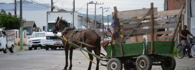 Projeto probe uso de veculos com trao animal em rea urbana de Itaja
