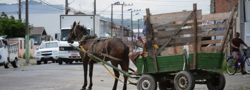 Projeto proíbe uso de veículos com tração animal em área urbana de Itajaí