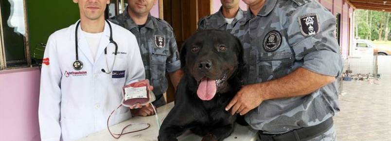 Bancos de sangue para animais precisam de doações