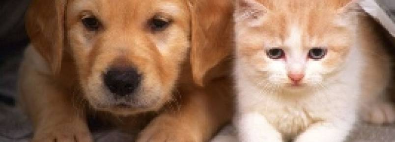 Gol permite que cães e gatos viajem na cabine junto aos seus donos
