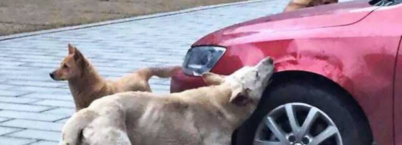 Cachorro chutado por homem volta com turma canina para acabar com o carro do agressor 