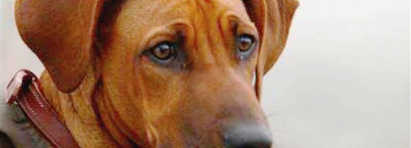 Veterinário atesta que Simba não era agressivo