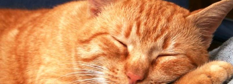 Gatos: o que est por trs de tanto sono?