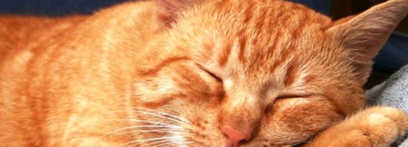 Gatos: o que está por trás de tanto sono?