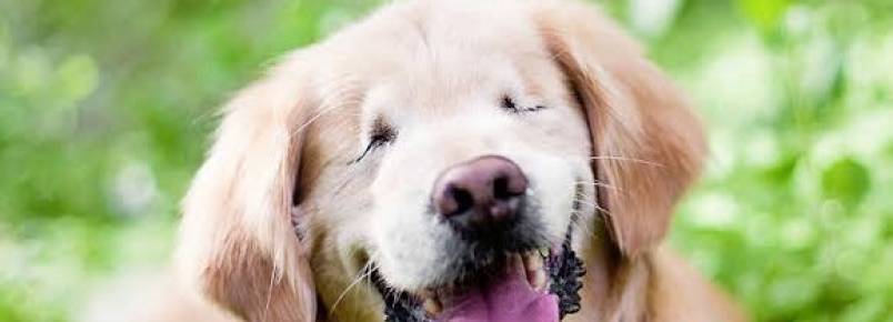 Smiley, um cão terapeuta que nasceu sem olhos, inspira e conforta deficientes físicos e mentais  