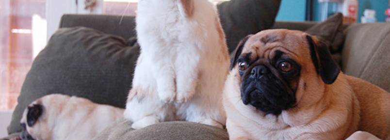 Por que os cães reagem quando veem TV?
