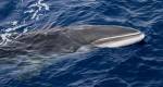 ONG Sea Sheperd salvou 784 baleias em operao na Antrtida