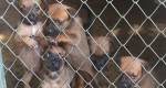 Adape promove feira de adoção de animais