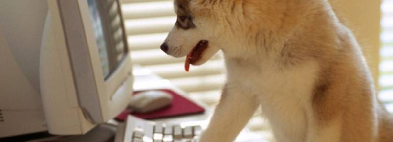 Levar animais de estimação ao trabalho diminui stress de funcionários