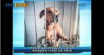 ONG aciona Justia para punir homem acusado de esfaquear cachorro em Navegantes