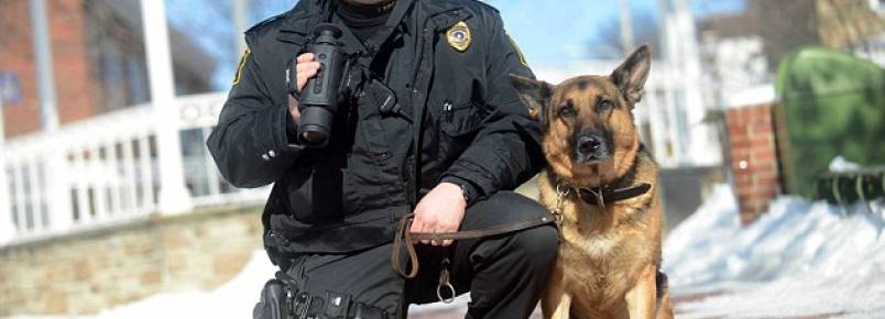 Após acidente de carro, cão policial se recusa a sair de perto de seu companheiro de trabalho