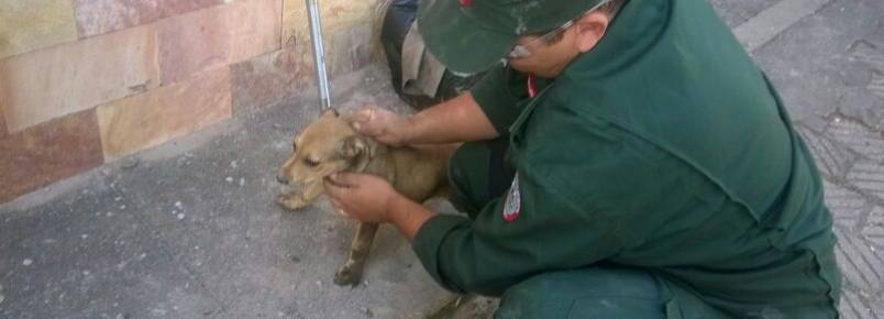 Dois cães são resgatados de tubulação pluvial em Itabirito