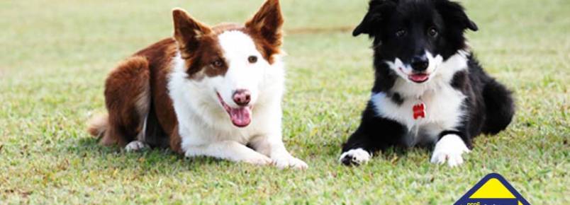 Curitiba pode ganhar Ambulatórios Móveis para Animais em Risco