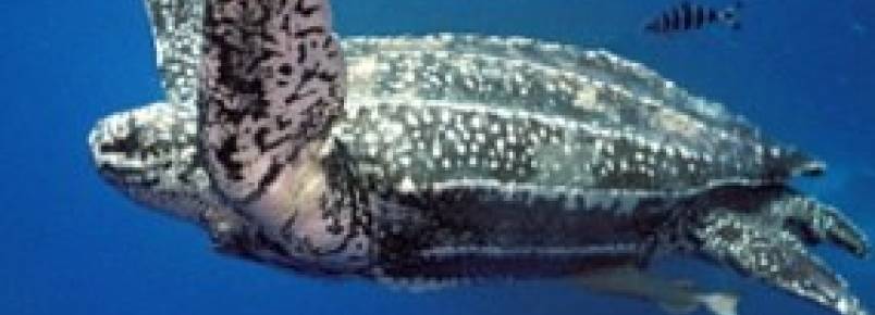 ICMBio participa de convenção para proteger tartarugas marinhas