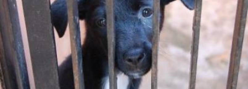 Direito dos animais entrará em debate em Lajeado