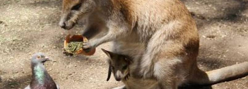 Canguru  fotografado oferecendo comida a pombo em momento comovente