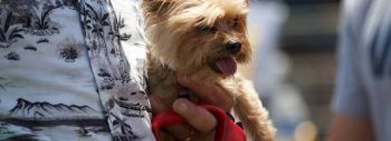 6 maneiras de proteger seu cão de ladrões