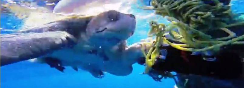 Um mergulhador salva uma tartaruga presa numa rede