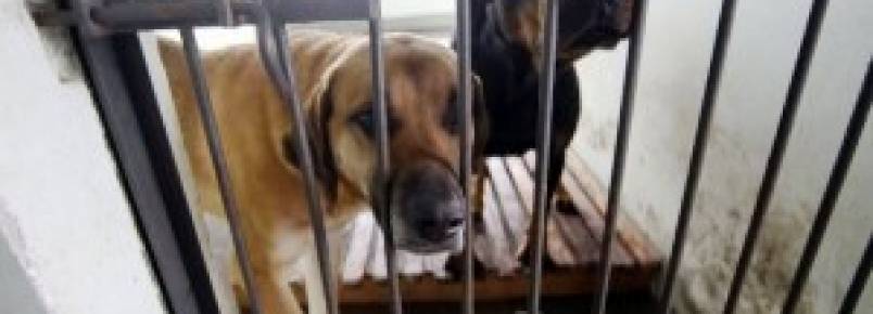 Fruet destina R$ 1,14 milhão para atendimento de animais