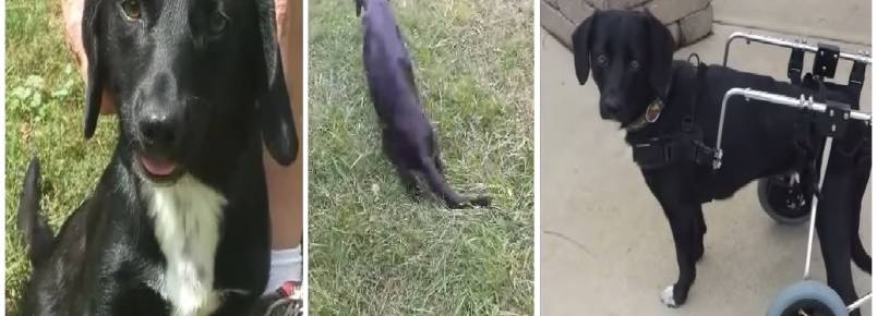 Cadela atropelada arrasta-se até a uma garagem pedindo ajuda e ganha uma nova vida