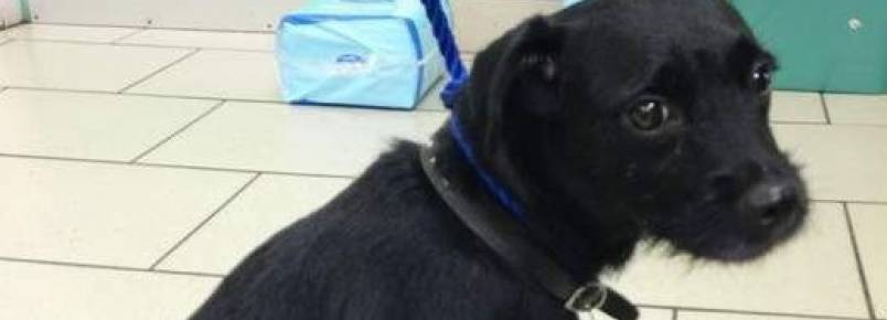 Homem fica inconsciente após assalto e cão fica ao seu lado