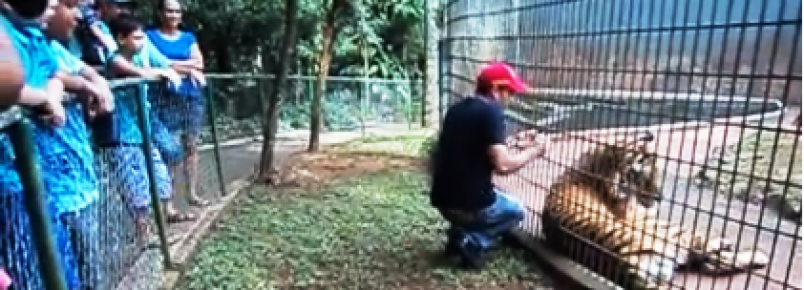 Vídeo de 2013 mostra visitante com mão em tigre