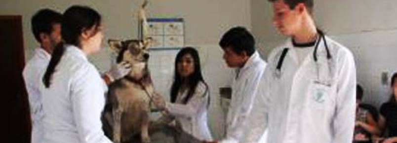 Projeto da Unipar oferece atendimento gratuito a cães e gatos de carentes