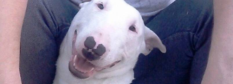 Co da raa bull terrier sumiu de casa no Bairro Pasqualini em Sapucaia do Sul