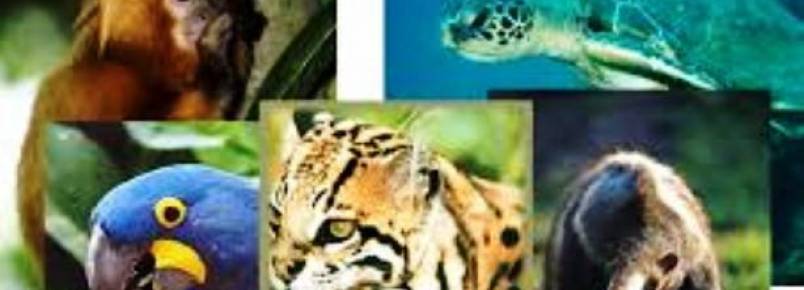 Animais silvestres apreendidos so recebidos na UPF