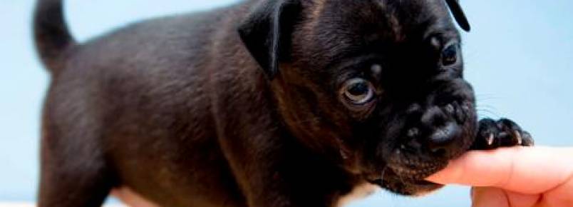 Meu cão não para de morder: o que fazer?