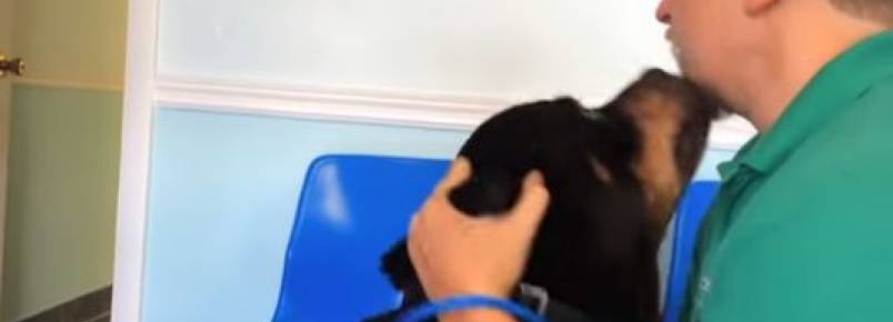 Cachorros que não conseguiram esconder a saudade dos donos