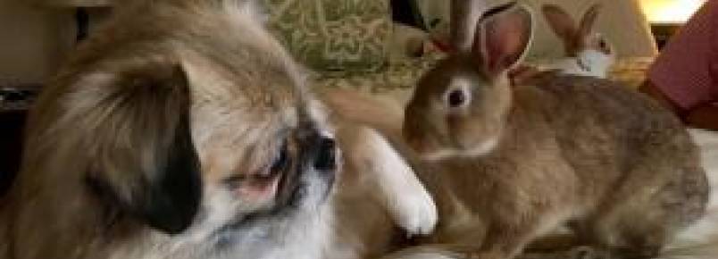 Cão que não gostava de brincar e vivia distante muda ao conhecer coelhos