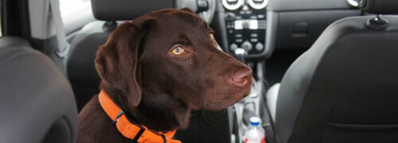 Cinto de segurança no carro: seu cão também deve usar