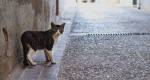 Estudos demonstram que os gatos se perdem mais que os cães