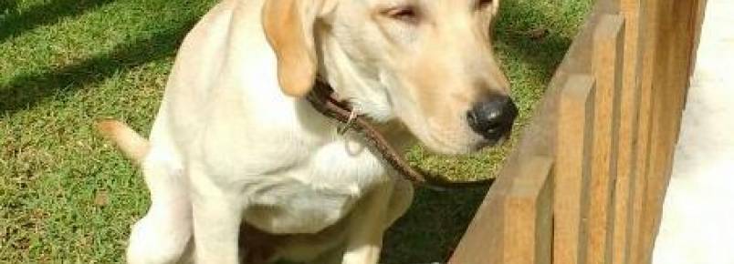 A importância de observar as fezes de seu cachorro