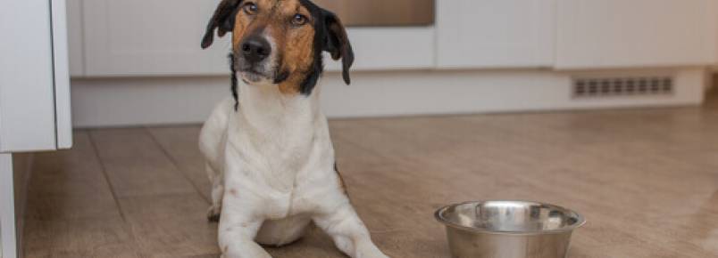Por que o meu cão não para de pensar em comer?