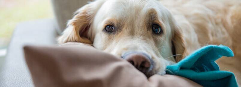 Por que meu cachorro gosta de dormir embaixo do cobertor