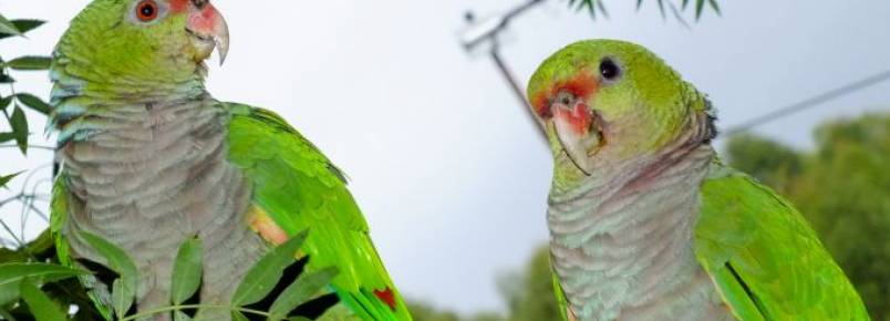 ICMbio de Palmas incentiva entrega voluntria de papagaios-de-peito-roxo