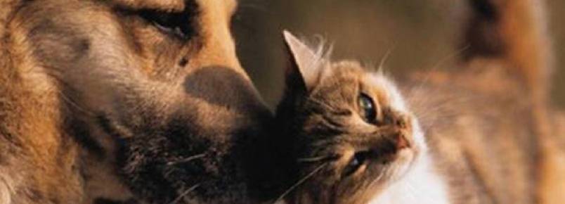 APACI REALIZA FEIRA DE ADOÇÃO DE ANIMAIS DIA 27 NO PERIM CENTER
