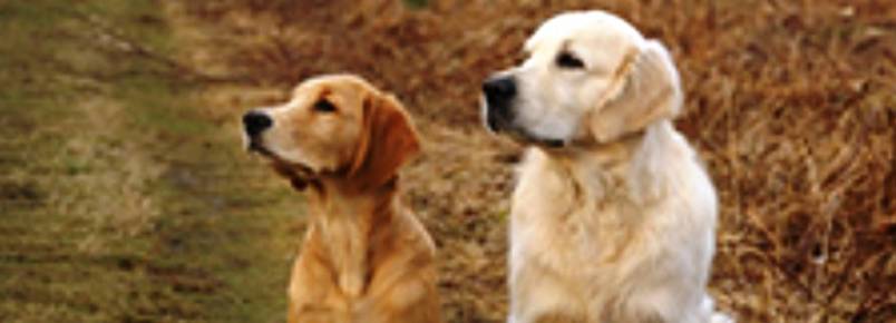 OAB MG discute direitos dos animais com autoridades de Belo Horizonte