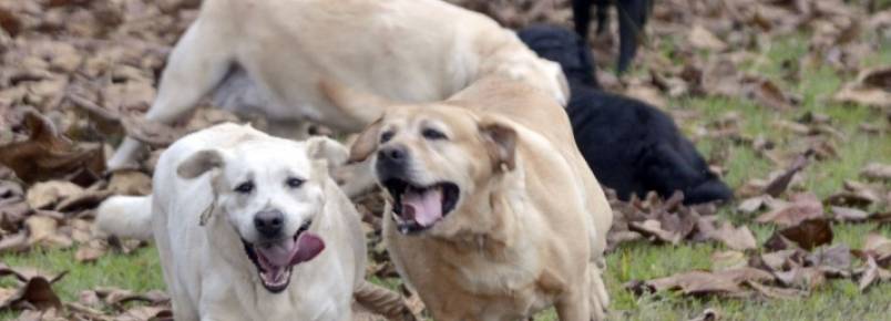 Cães da polícia serão leiloados por 