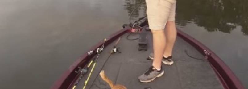 Pescadores resgatam gatinhos no meio de rio